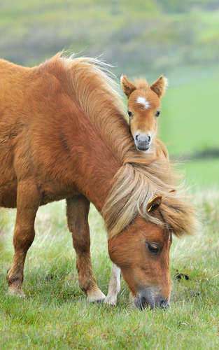 Undiscovered Secrets of Evolution from a Horse